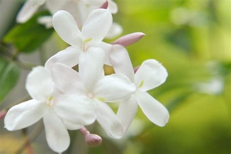 茉莉花種類|ジャスミン（茉莉花）の花言葉｜種類、花の特徴、名 